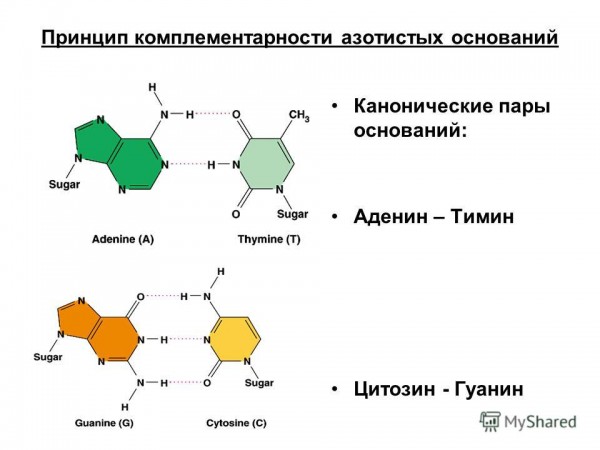 ДНК, РНК, белки
