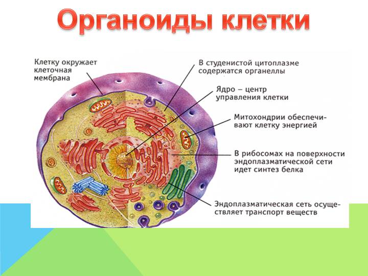 ДНК, РНК, белки